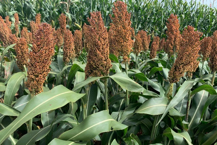 Sorgo ganha protagonismo no agronegócio brasileiro com avanço tecnológico e demanda do setor de etanol