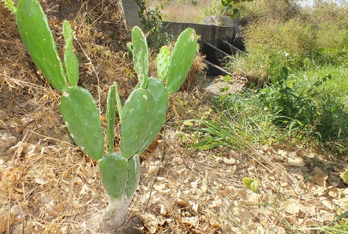 Embrapa lança aplicativo que ajuda agricultores do Semiárido a identificar áreas ideais para barragens subterrâneas