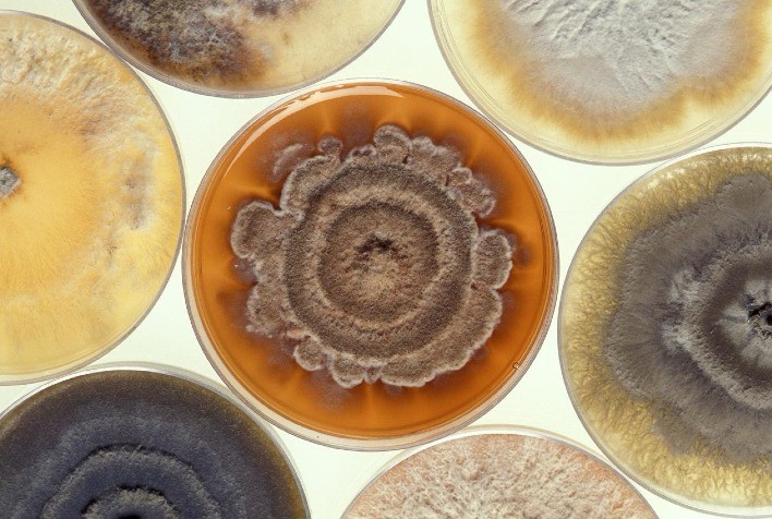 Ballagro e Symbiomics firmam parceria para acelerar desenvolvimento de biodefensivos no Brasil