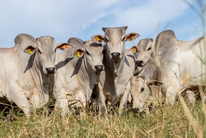 Manejo de pasto e suplementação estratégica impulsionam desempenho do gado de corte, aponta Trouw Nutrition