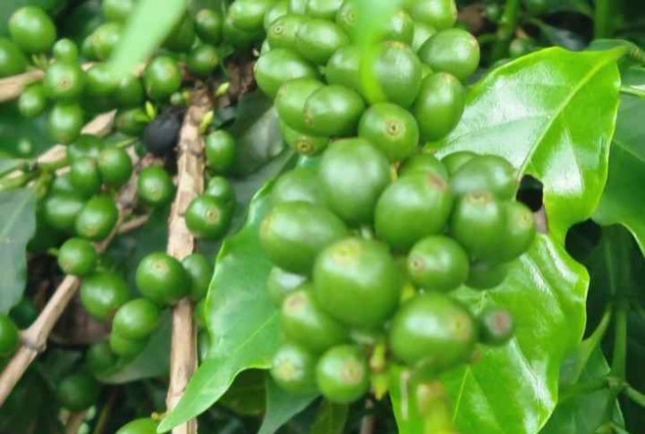 Biotecnologia impulsiona cafeicultura mineira e eleva produtividade com sustentabilidade