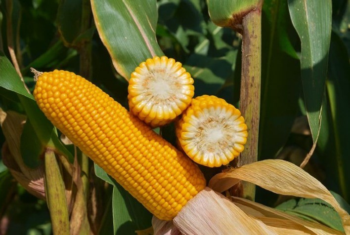 Forseed aposta no FS695 para liderar a safrinha em Mato Grosso