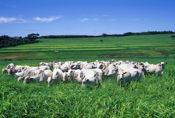Pecuária de baixo carbono avança no Brasil com manejo eficiente de pastagens e uso de sementes de alto desempenho
