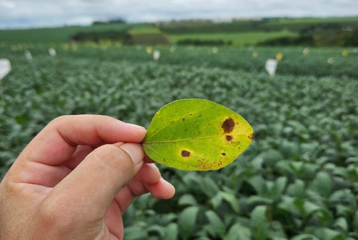 Proteção biológica garante sanidade da lavoura do início ao fim do ciclo