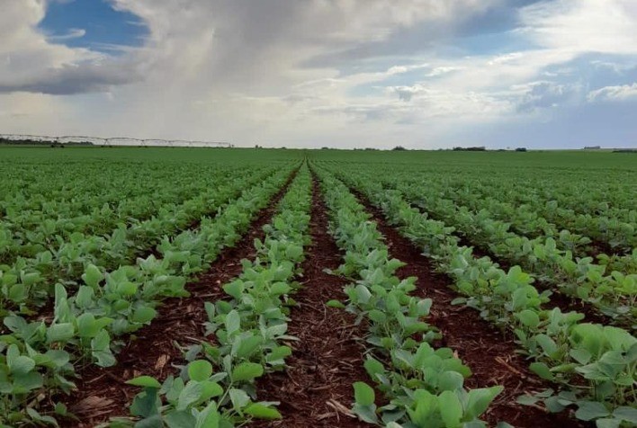 Chuvas se normalizam e melhoram condições das lavouras de soja no Brasil, aponta AgRural