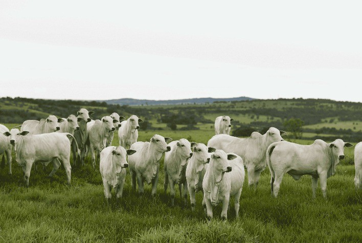 Da fazenda ao churrasco: qualidade da carne começa meses antes com genética, sanidade e manejo reprodutivo