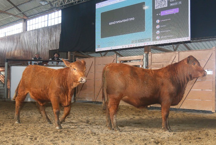 Leilões e grandes feiras impulsionam o setor pecuário em 2025 e elevam expectativas para exportações em 2026