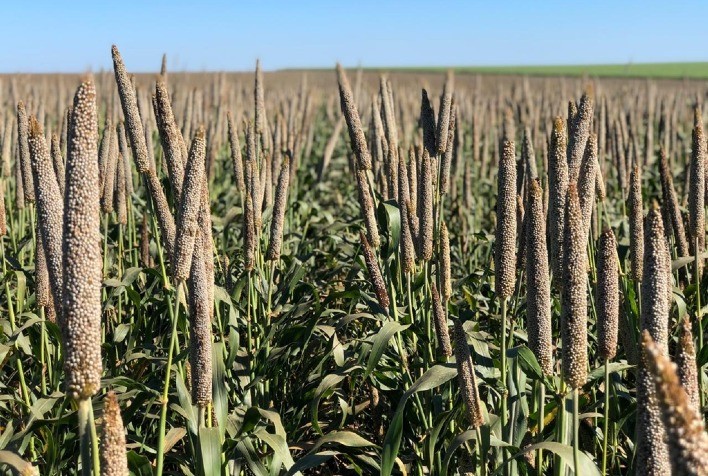 Milheto granífero se consolida como alternativa estratégica na 2ª safra diante de riscos climáticos e margens apertadas