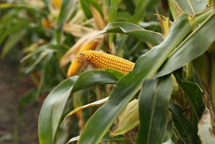 Calor acelera colheita de milho-verde no RS, mas seca compromete qualidade das espigas