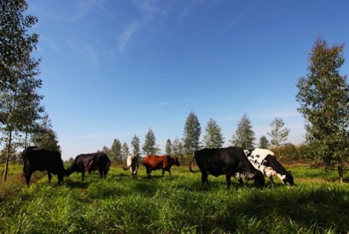 Uso de tecnologia e manejo sustentável transforma fazenda em referência na recuperação de pastagens