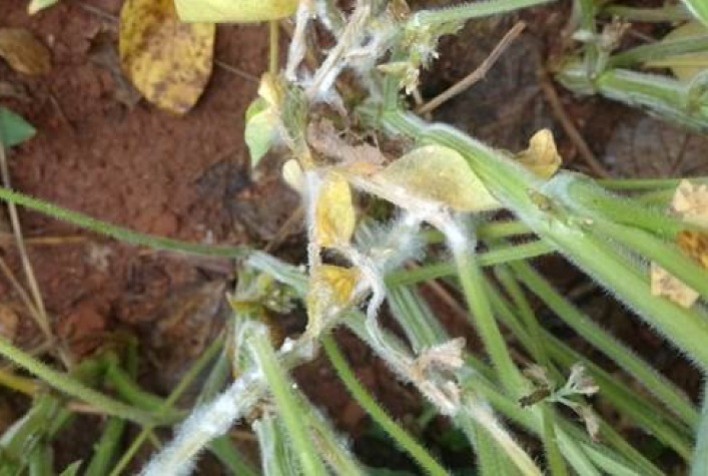 Doenças iniciais ameaçam o potencial produtivo da soja e exigem manejo preventivo rigoroso
