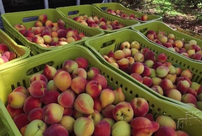 Falta de chuvas preocupa produtores de pêssego no Rio Grande do Sul, apesar do avanço da colheita
