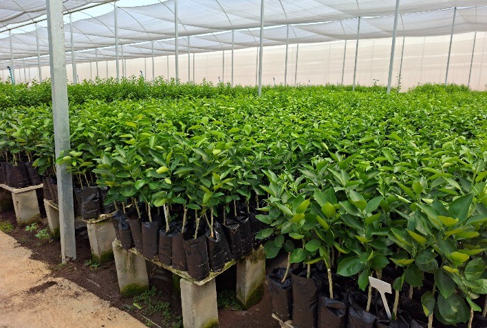 Agrodefesa reforça prazo para recadastro de estabelecimentos agropecuários em Goiás até 31 de dezembro