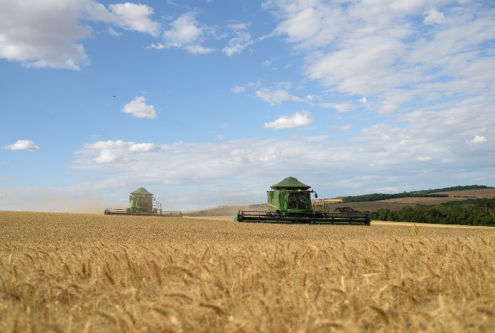 Mercado de trigo desacelera no Sul do Brasil e é pressionado por oferta global em alta
