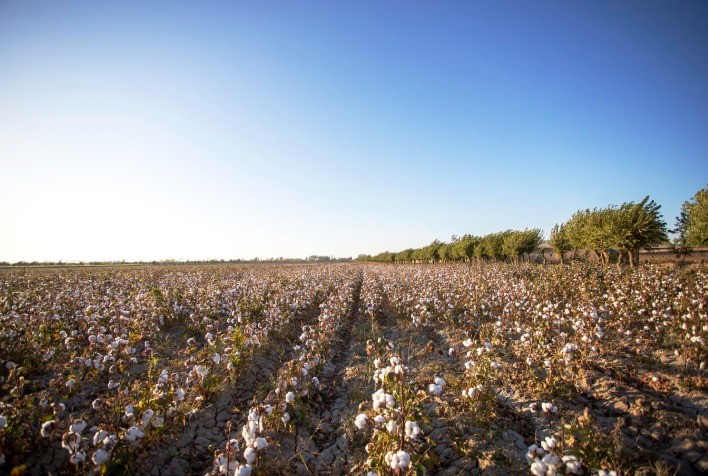 Entidades do agronegócio divulgam orientações para evitar deriva na aplicação de herbicidas hormonais
