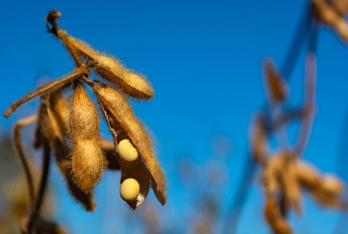 Mercado da soja segue pressionado: incertezas climáticas no Sul e queda do petróleo influenciam preços internos e em Chicago