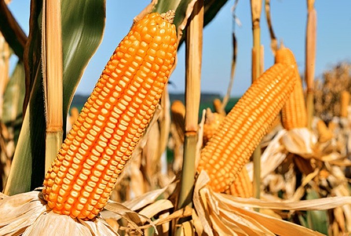 Híbrido MG540 da Morgan ganha destaque ao ajudar produtores de milho a enfrentar desafios climáticos