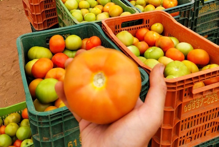 Tomate Nivus F1 se destaca pela alta produtividade e resistência em diferentes regiões do Brasil