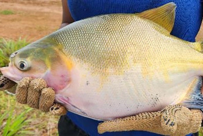 Integração de tambaqui e curimba aumenta produtividade e sustentabilidade da piscicultura na Amazônia