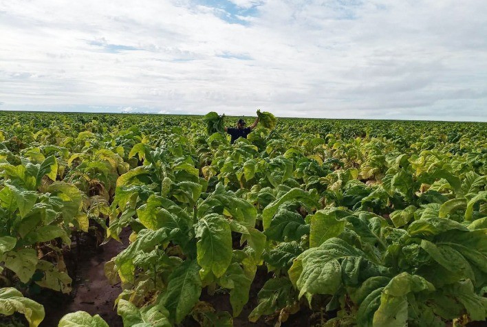 Estudo inédito analisa nutrição de tabaco irrigado na Bahia e contribui para manejo agrícola avançado