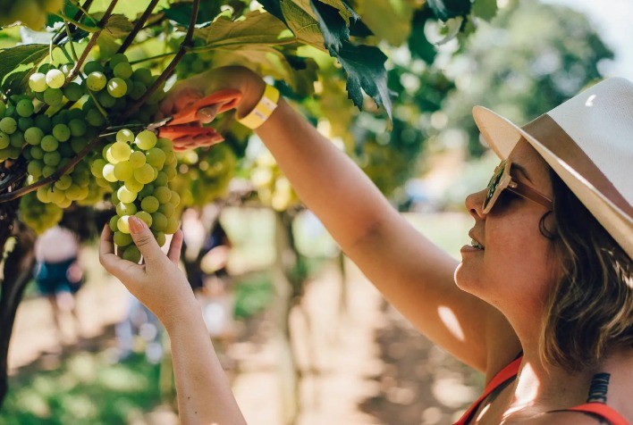Vinícola Góes prevê safra de excelência para a Vindima 2026 e lança programação especial para celebrar a colheita em São Roque
