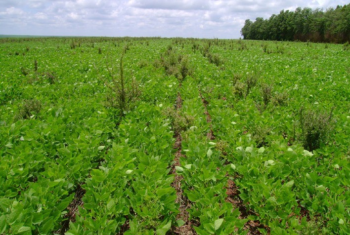 Bactéria da Caatinga inspira novo bioherbicida contra planta daninha resistente no Brasil
