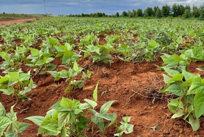 Famílias do Vale do Jequitinhonha ampliam produção com batata-doce biofortificada rica em vitamina A