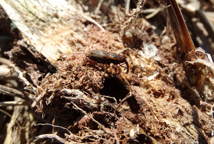 Complexo de pragas ameaça produtividade da cana-de-açúcar e reforça necessidade de manejo estratégico