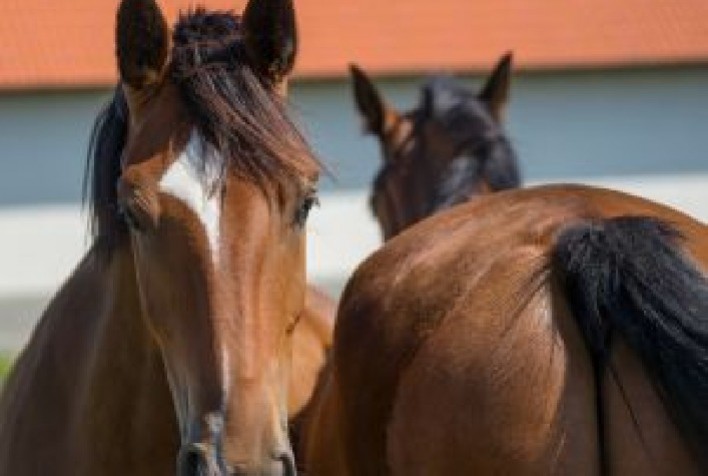 Manejo de verminoses em equinos: a importância de protocolos por categoria animal