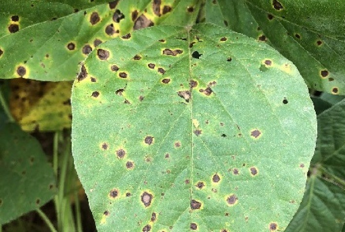 Avanço da mancha-alvo ameaça lavouras de soja e pode reduzir produtividade em até 20%, alerta especialista