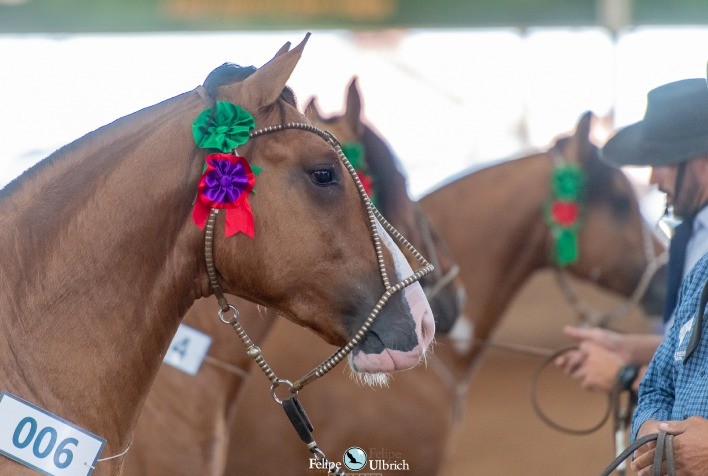 Passaportes de Outono do Cavalo Crioulo percorrerão oito estados brasileiros em 2026
