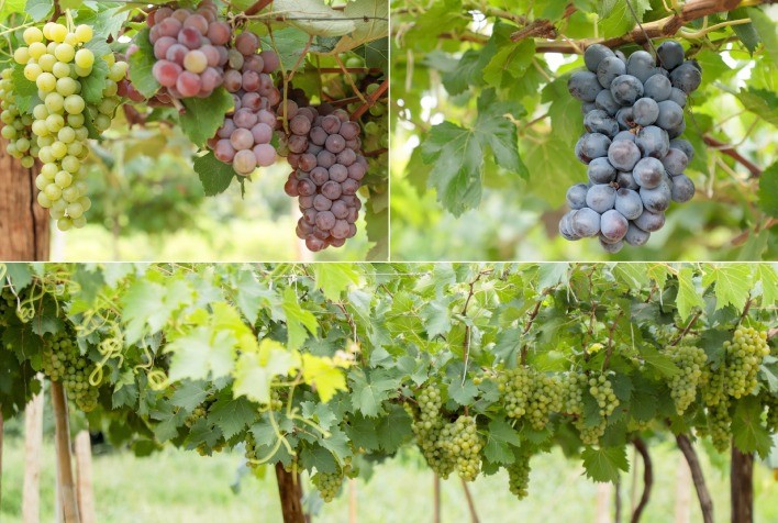 Emater Goiás avalia variedades de uva adaptadas ao Cerrado para ampliar produção