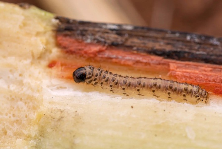 Verão intensifica infestação da broca-da-cana e exige atenção redobrada nos canaviais