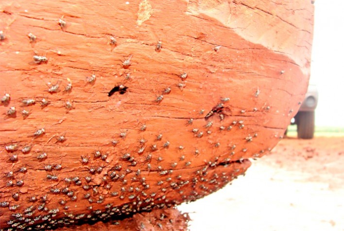 Mosca-dos-estábulos no verão: impactos na produção de bovinos e estratégias de controle integrado