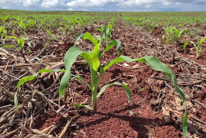 Micronutrientes estratégicos impulsionam produtividade do milho safrinha com tecnologia nacional