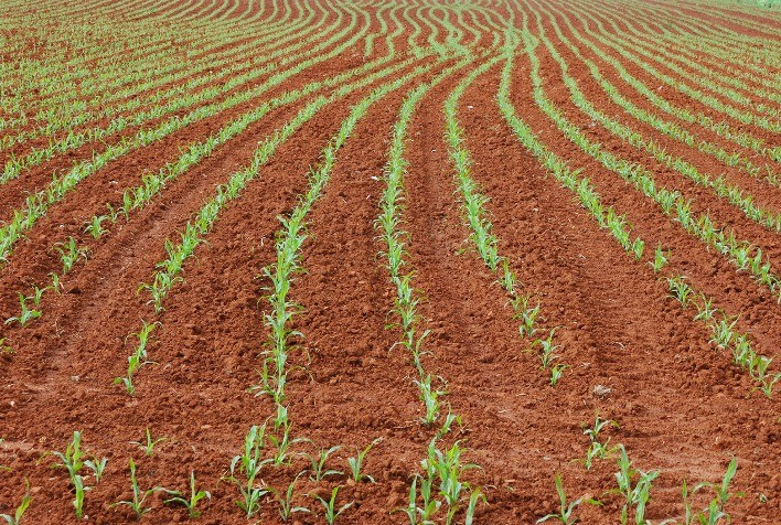 Safrinha 2024: Manejo Antecipado na Colheita da Soja é Chave para o Sucesso do Milho de Inverno