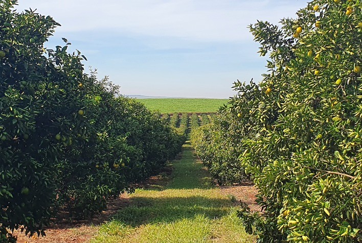 Clima seco e avanço do greening derrubam estimativa da safra de laranja 2025/26, aponta Fundecitrus