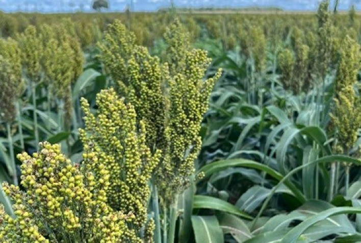 Boa Safra aposta no sorgo e fortalece segurança e rentabilidade do produtor gaúcho