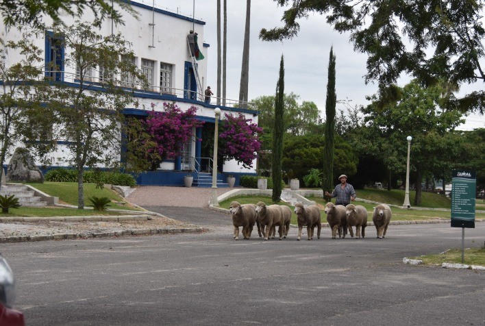 18ª Agrovino promete movimentar o setor ovino com leilões, exposições e presença internacional em Bagé (RS)