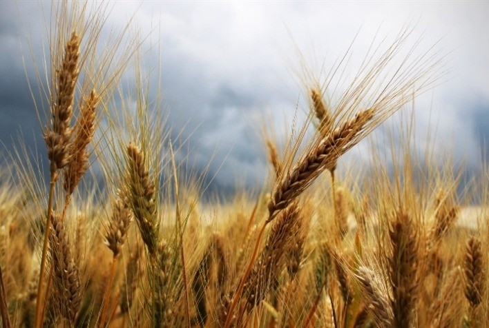 Mercado de trigo encerra 2025 com negociações lentas no Sul do Brasil