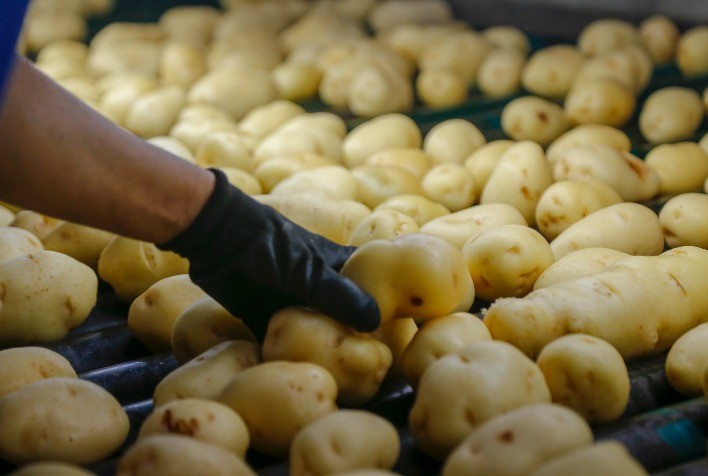 Palmas lidera produção de sementes de soja e batata no Paraná