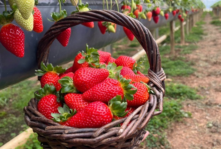 Rota Turística do Morango impulsiona renda rural e integra agricultura e turismo no Paraná
