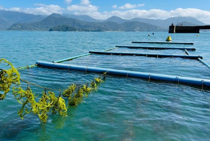 Instituto de Pesca reforça compromisso com inovação e sustentabilidade no setor aquícola em 2026