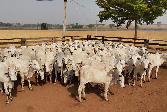 Prazo para Declaração de Rebanho em Goiás é prorrogado até 15 de janeiro