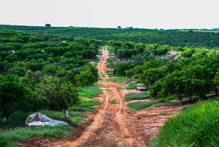 Citricultores paulistas têm até 15 de janeiro para entregar relatório obrigatório sobre Cancro Cítrico e Greening