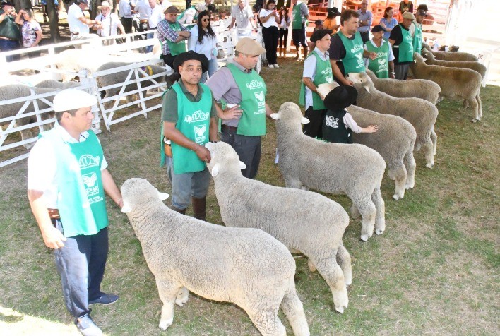 Ovinocultura gaúcha inicia 2026 com foco em genética e valorização de mercado