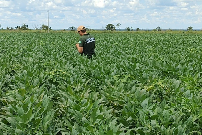 Produtores de soja em Goiás têm até 17 de janeiro para registrar lavouras na Agrodefesa