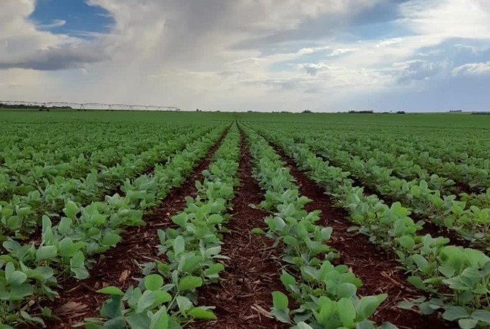 Chuvas regulares impulsionam safra de soja no Paraguai, que pode superar 11 milhões de toneladas em 2026