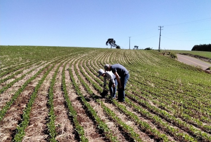 Adapar amplia período de plantio da soja para produção de sementes no Paraná e reforça medidas contra a ferrugem asiática