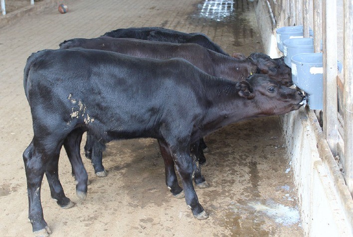 Brasil alcança marco inédito com nascimento de bezerros geneticamente editados resistentes ao calor